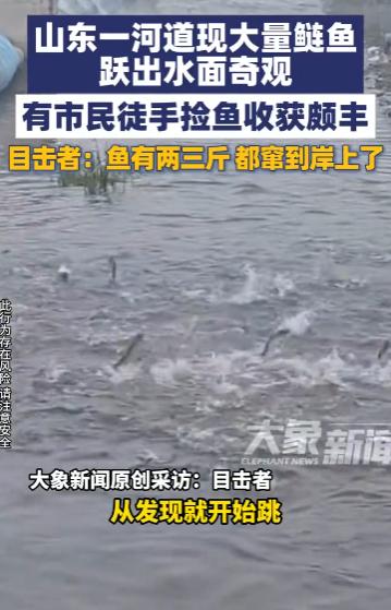 “这简直是捡钱啊！”10月14日，山东菏泽，一男子发现河边大量鲢鱼跃出水面，最小