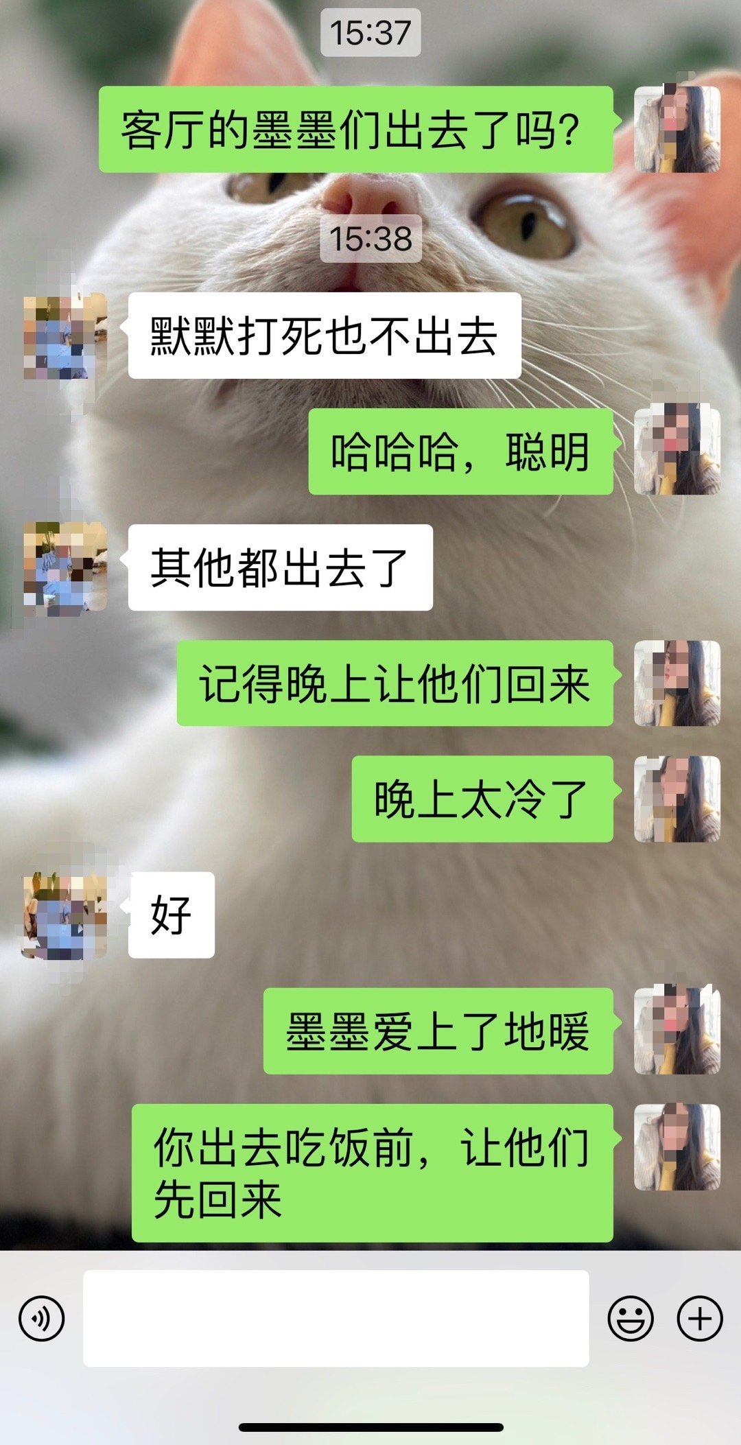 8只猫咪，全部进屋里过夜了。全屋地暖，他们也是享受到了。我这暖气费交得太值了。