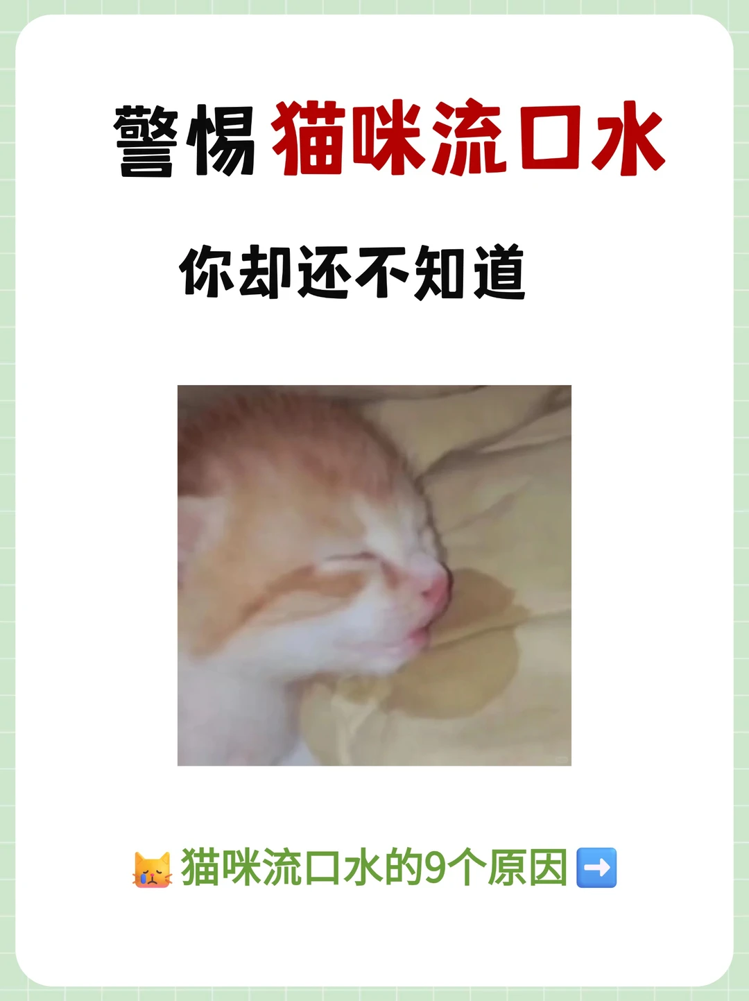 猫咪流口水的9个原因❗️必须警惕👀
