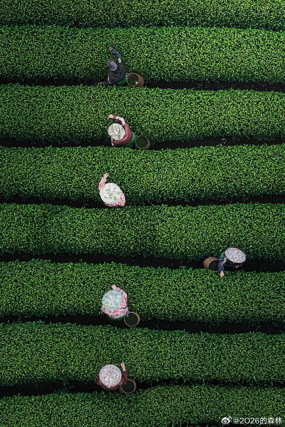 春天不能没有龙井茶