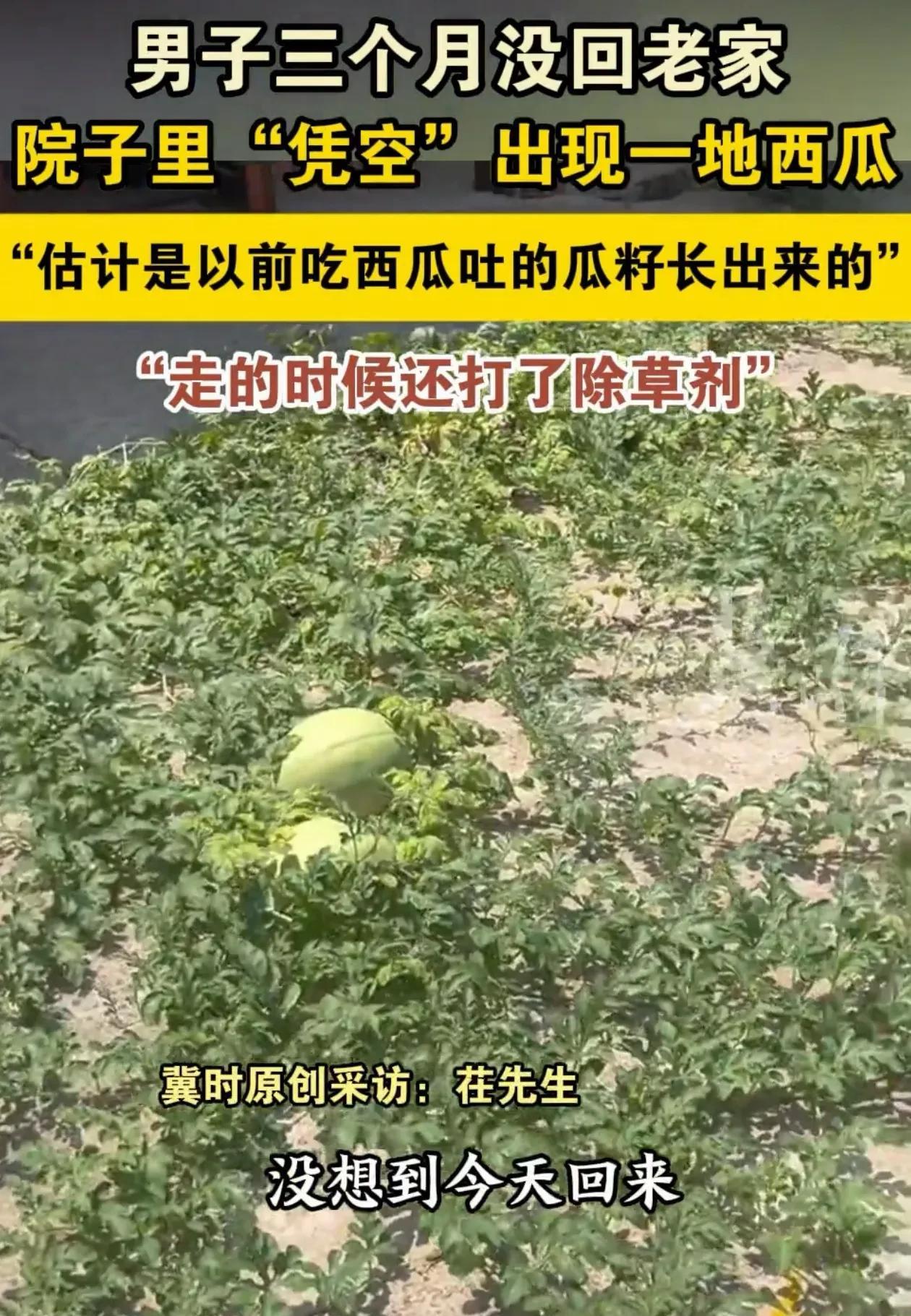 万万没想到！江苏徐州，李先生忙了三个月没回老家，一推开院门傻眼了，空荡荡的水泥院
