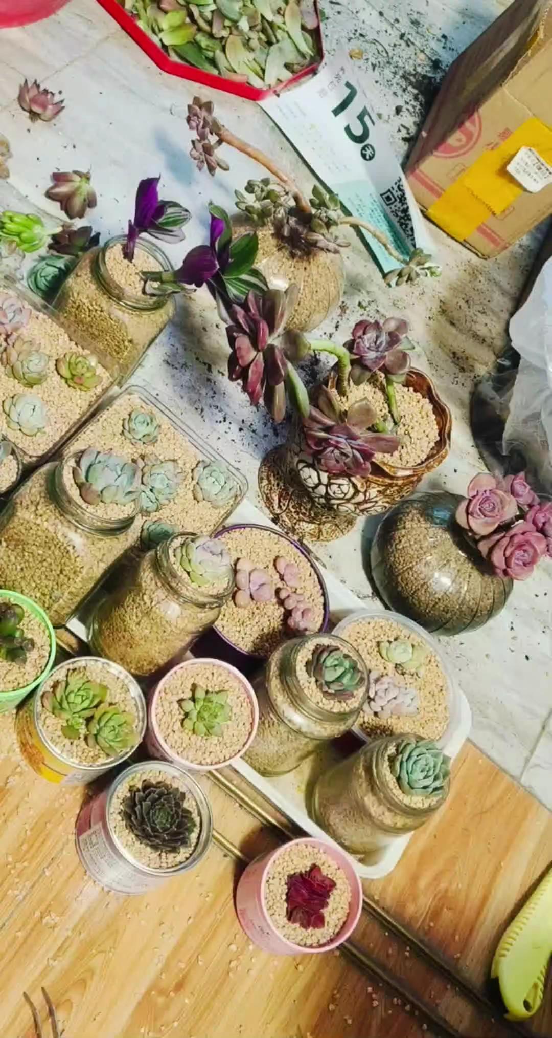 又来一波，不一样的花盆！你有吗？😉😉