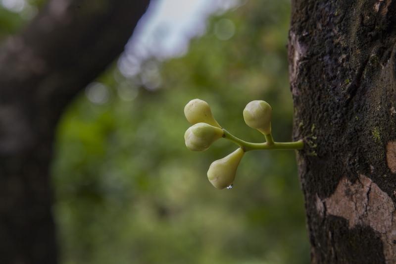 维生素B12能治不少病呢。它是治疗营养性巨幼红细胞性贫血的关键药物，人体合成红细