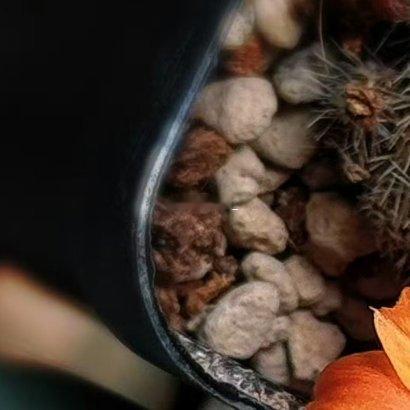 仙人掌🌵种植方法：1、选地：种植食用仙人掌最好选择砂质土壤，排水良好，土质肥沃