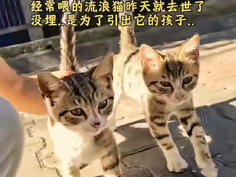 常被投喂的流浪猫妈妈昨日永远地睡去了，深爱它的女子不舍得把它掩埋，只为等它那两个