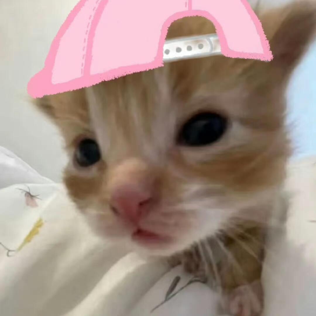 糊糊小猫​​​