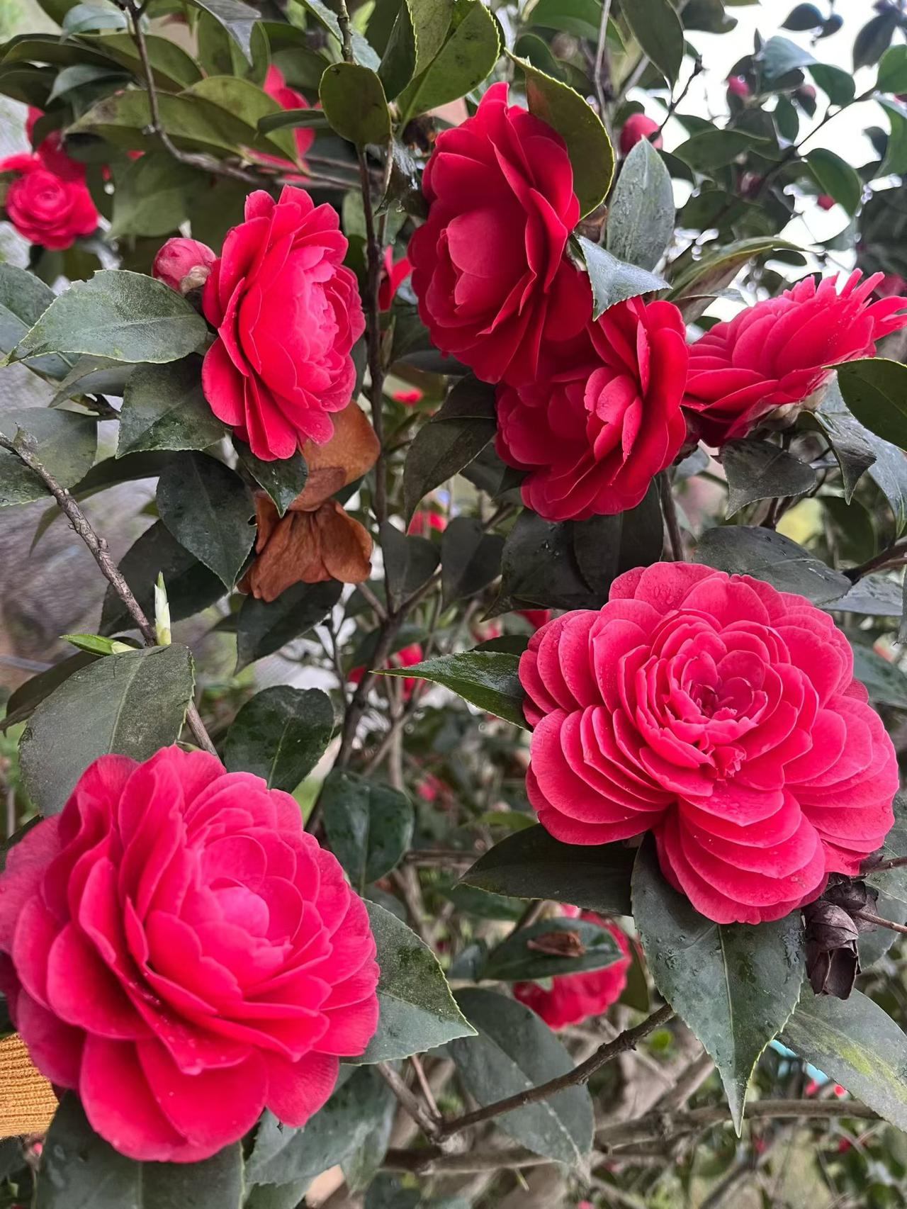 站桩要悟站桩锻炼是运动，目的是调养我们中老年的身体，身体在年轻的时候是