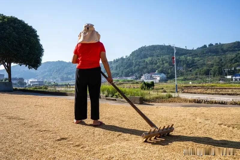 最近20年来，农民没上缴过一分钱税收，都是自己为自己干活，即使七八十岁下地干活也