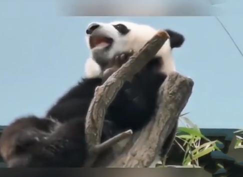 全球唯一无法回国的大熊猫欣欣，真的让人痛心，1975年，中国出于外交政策，向墨西