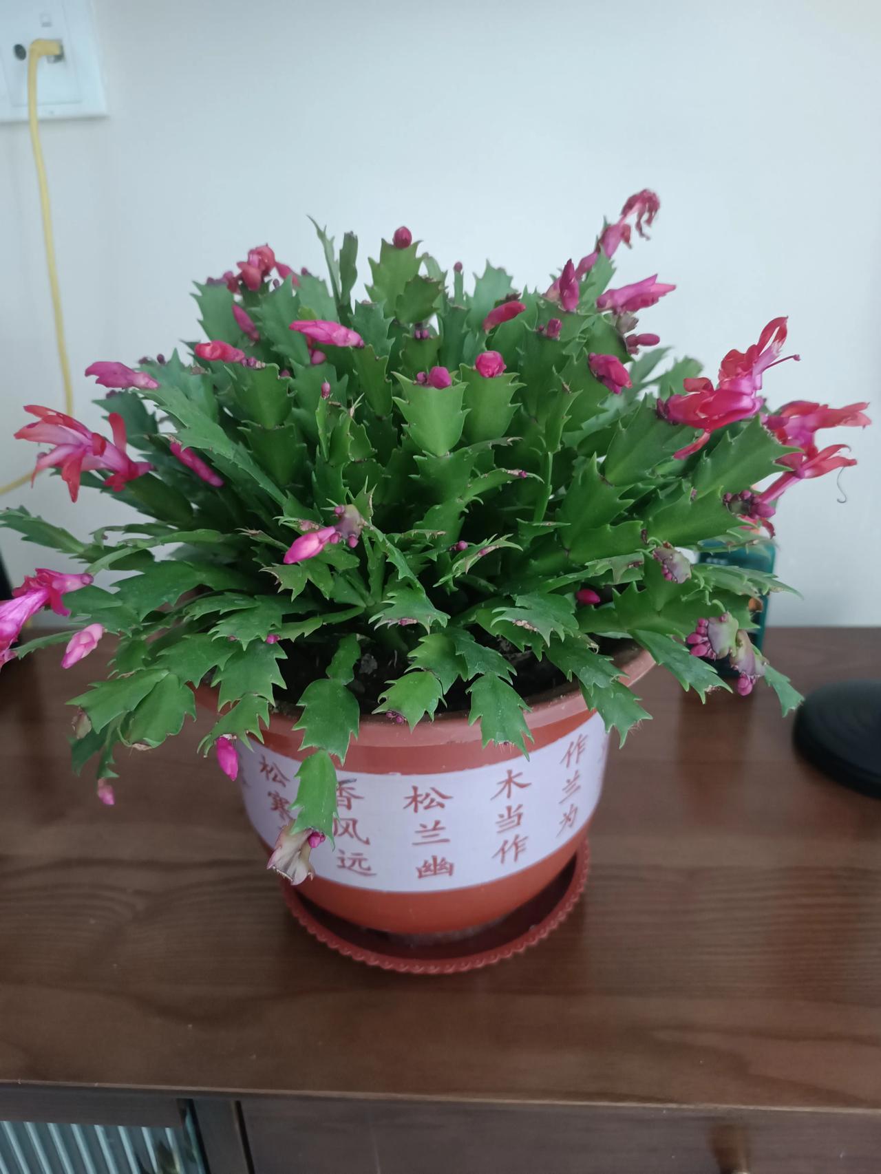 老婆前几天带回一盆花，翠绿的叶片层层叠叠，玫红的花苞缀满枝头，颜值直接拉满！就是