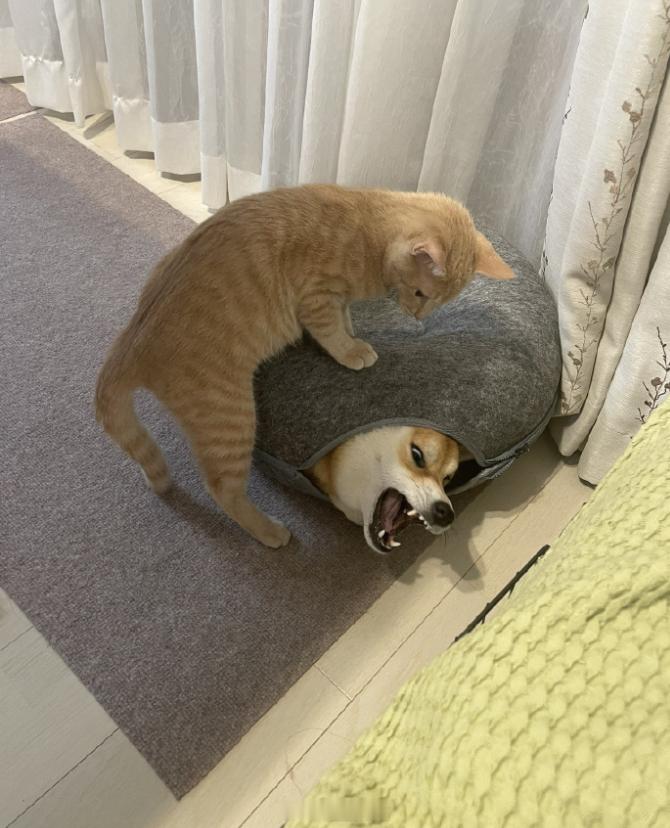 趁着狗无法动弹之际，奋力反击的猫猫