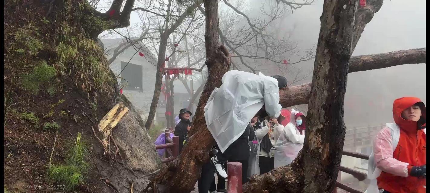 瓜友速报鹌鹑爬树