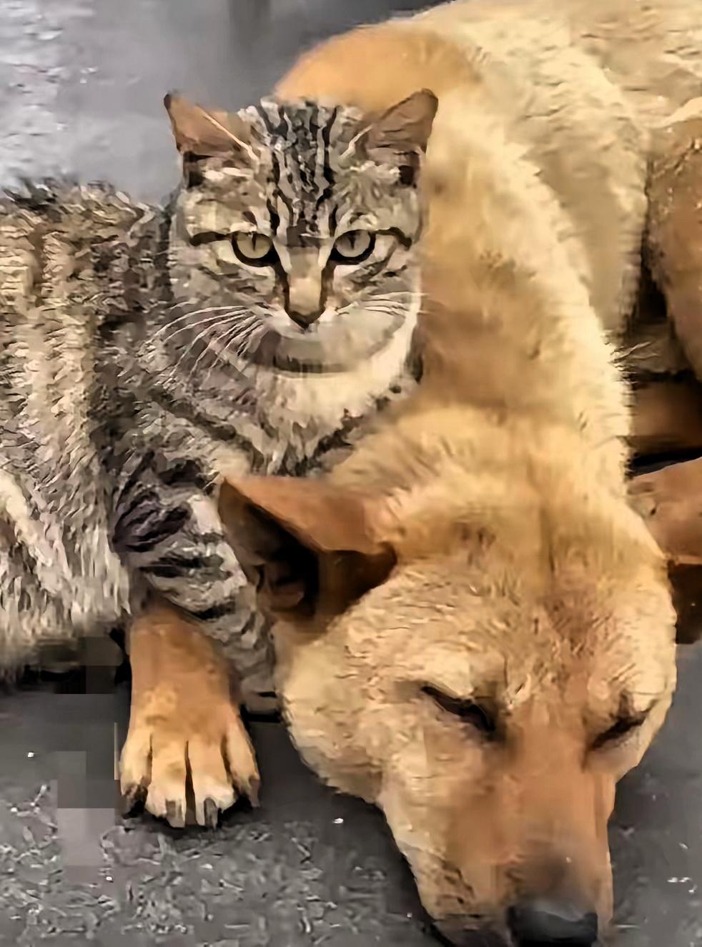 2026年第一天，一只猫硬是凭一己之力，给主人捡回了个“狗儿子”！邻居要把大