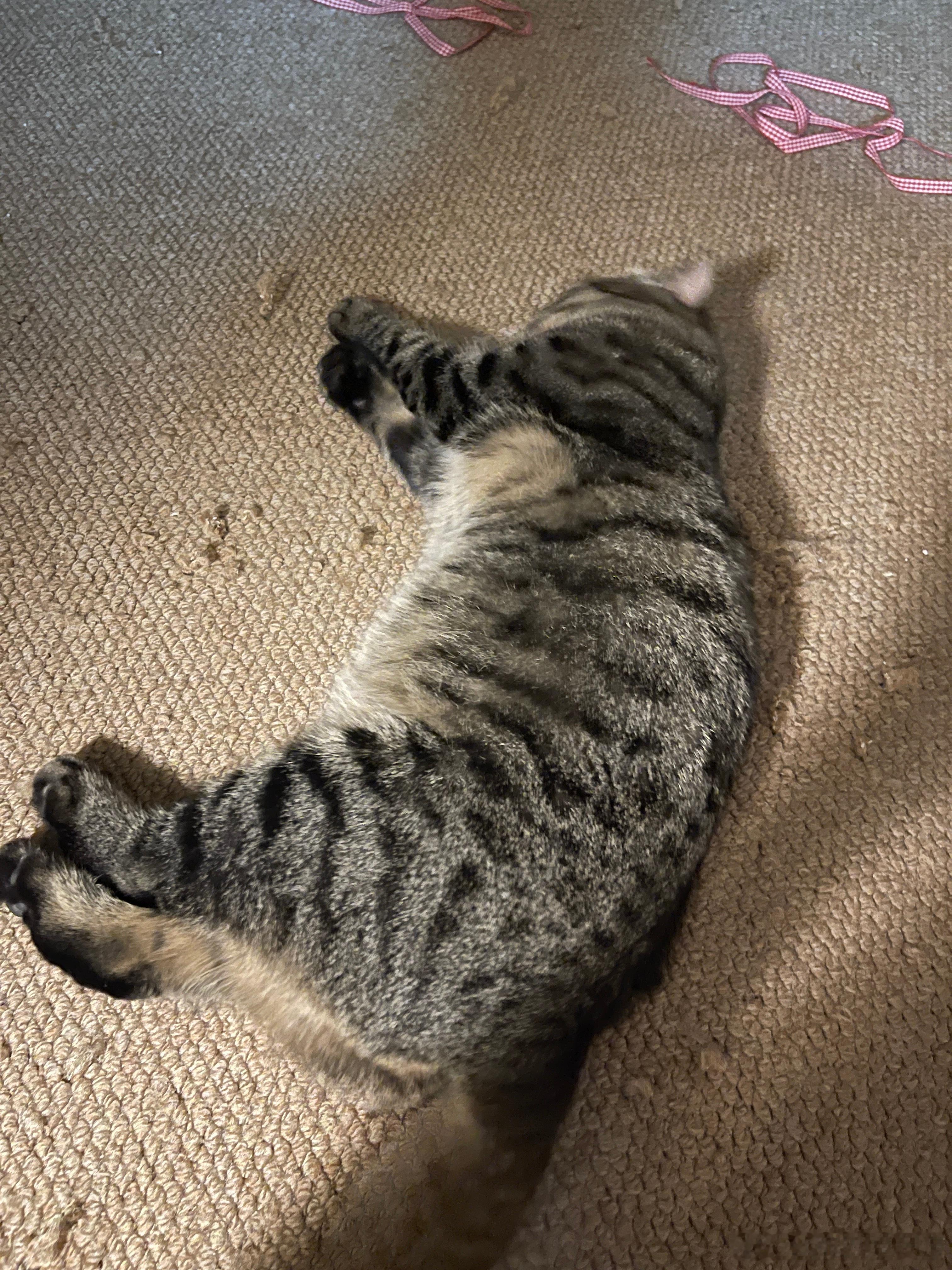 户外男猫一点肚腩都没有的身材很匀称一旦到了家里就开始有小肚子了没了生存危机