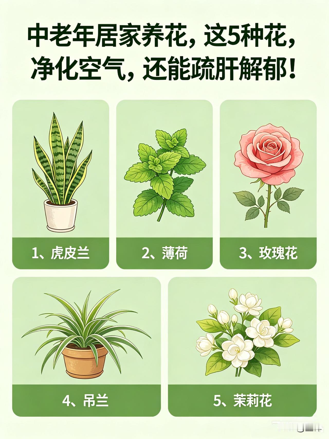 中老年居家养花，这5种花，净化空气，还能疏肝解郁！人一上了年纪，最怕胸口闷