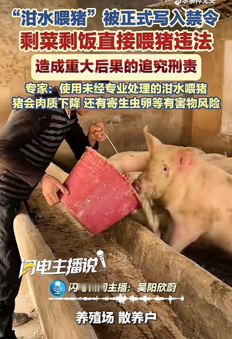 几千年泔水喂猪传统，如今为什么一纸禁令叫停？猪都害怕，人又该怎么办？ 网上很