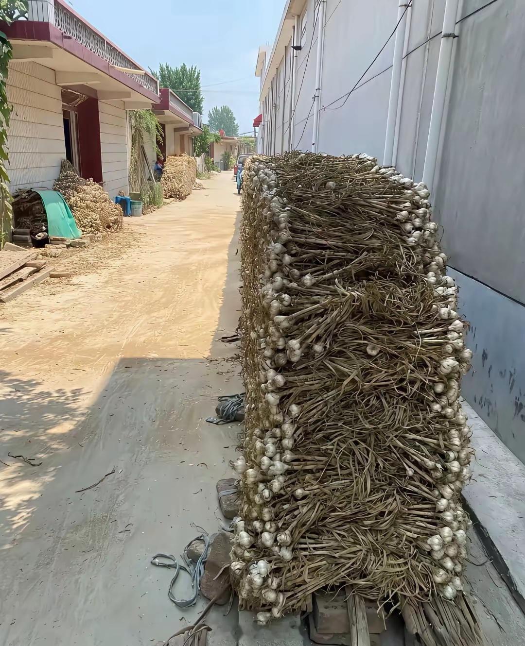 我妈种了好多大蒜吃不掉，她说后面用来当柴火烧。