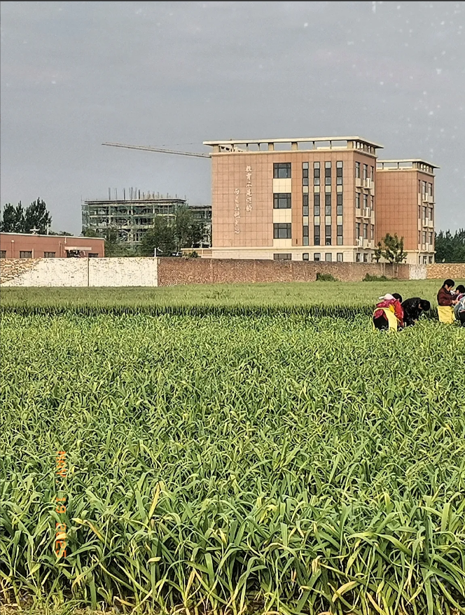 村两委换届年底又该开始了，以前是3年一换届，现在是5年一换，这5年过的也真快。