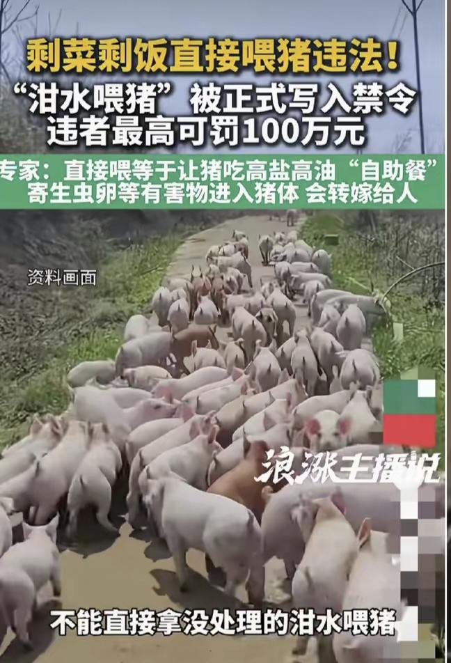 泔水养猪违法了，最高罚款百万。泔水喂猪能降低养殖成本，泔水营养成分丰富，