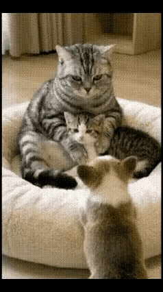 就说眼前这一幕，你泪不泪目。猫咪妈妈抱着小奶妈，一只才到主人家的小奶狗，就看着