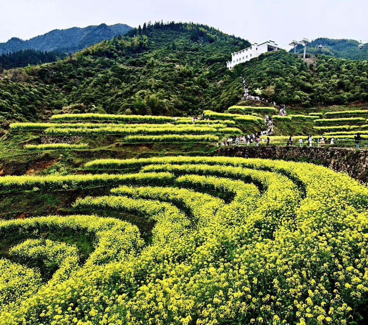 春风拂过梯田，油菜花田铺成金色的绒毯，层层叠叠直抵青山。游人漫步其间，与这烂漫春