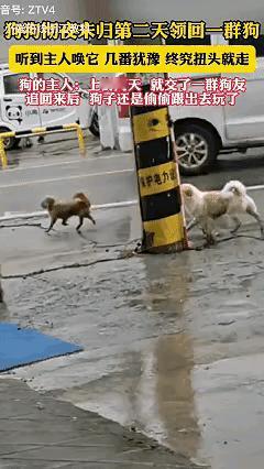 “狐朋狗友”具象化了！河南一女子家里小狗彻夜未归，第二天发现小狗带着一群“伙伴”