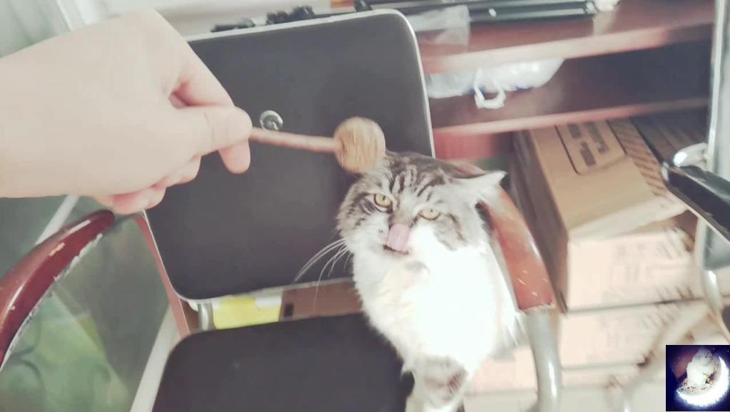 军猫ai,军猫图片