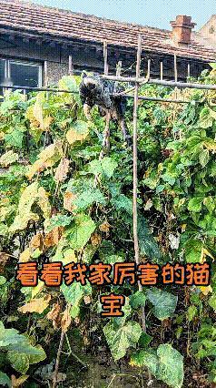 你瞅瞅这只小猫，家里是待不住了，直接跑到菜园地里撒欢。三下两下就爬到种菜的架子上
