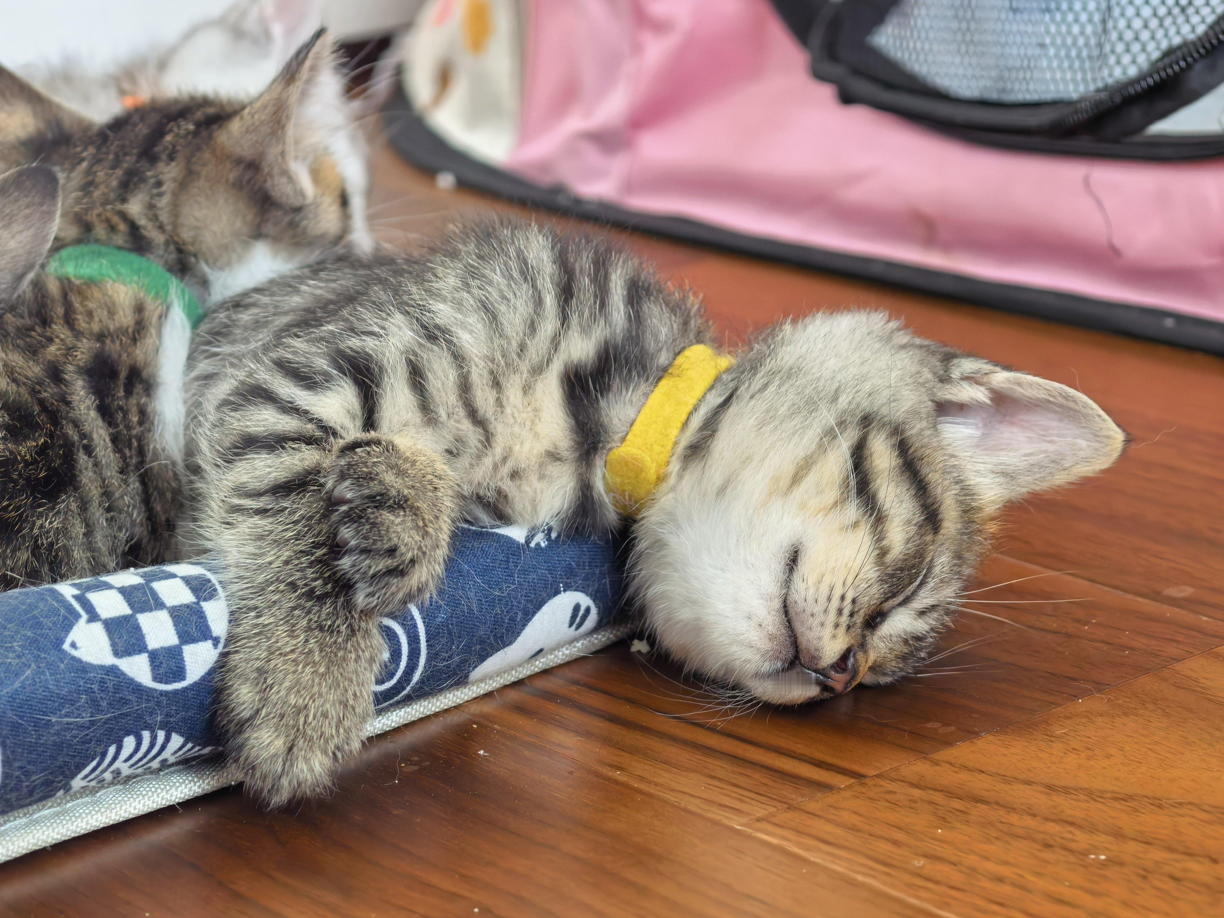 小猫睡觉真的好萌！小猫已经出生6周了，准备开始断奶了，今天开始一天只让小馒头喂1
