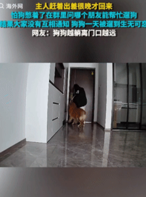 “笑发财了！”安徽一狗主人早上赶着出差，很晚才会回来，怕狗在家无聊，就在群里问哪