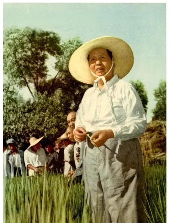 1958年8月10日，毛主席视察天津东郊新立村稻田，站在稻田中观察庄稼的长势。