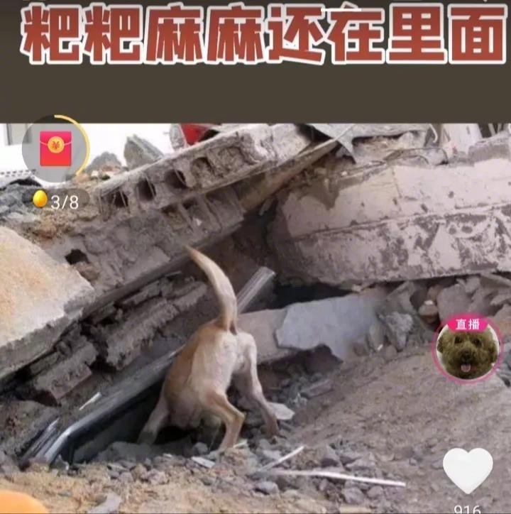 这是地震过后被救出的狗狗，它的主人已罹难，狗狗三番五次去家的废墟里找主人，不停的