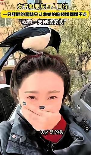 “科学也解释不清了！”近日，辽宁营口，一女子和朋友出门逛街，路上碰到了一只喜鹊