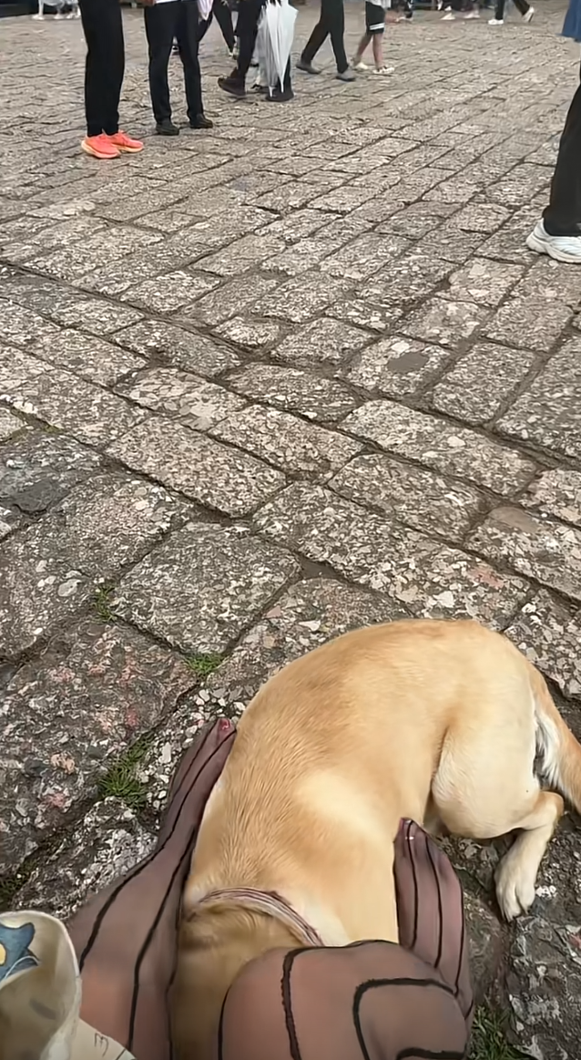 把狗放开，我给你艾特个舔狗