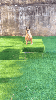 快送狗狗去上学吧，别耽误了它[吃瓜][吃瓜]