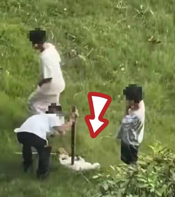 江苏徐州一小区，3名小男孩虐猫致死，当地公安已找到家长批评教育，一名家长在业主群