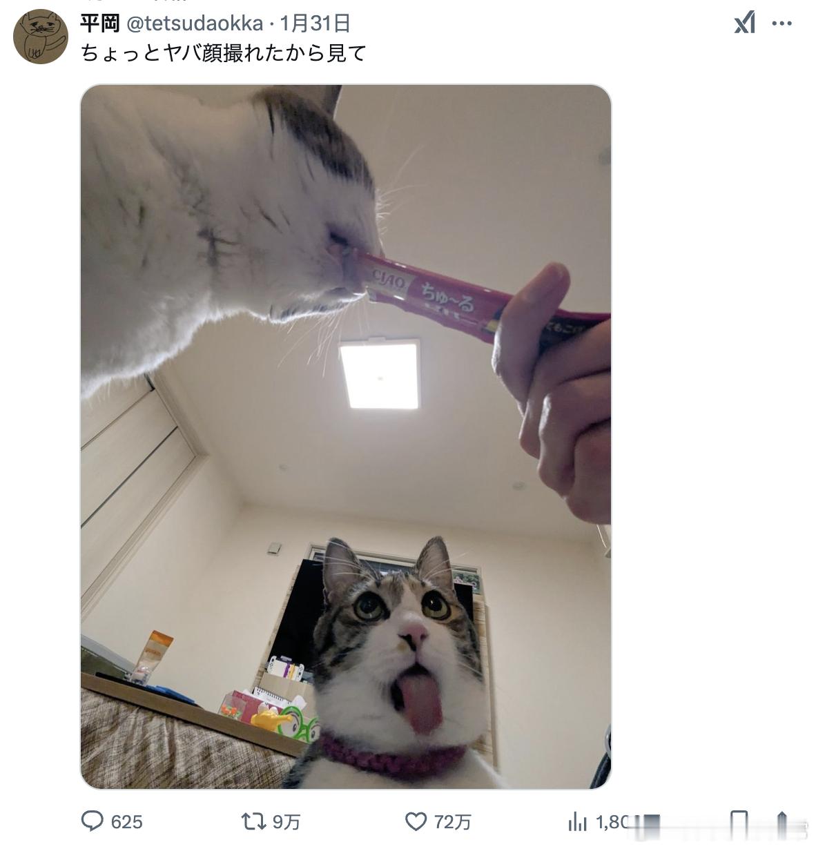 给大家看看我拍到的牙败的猫猫表情（图2）[doge]