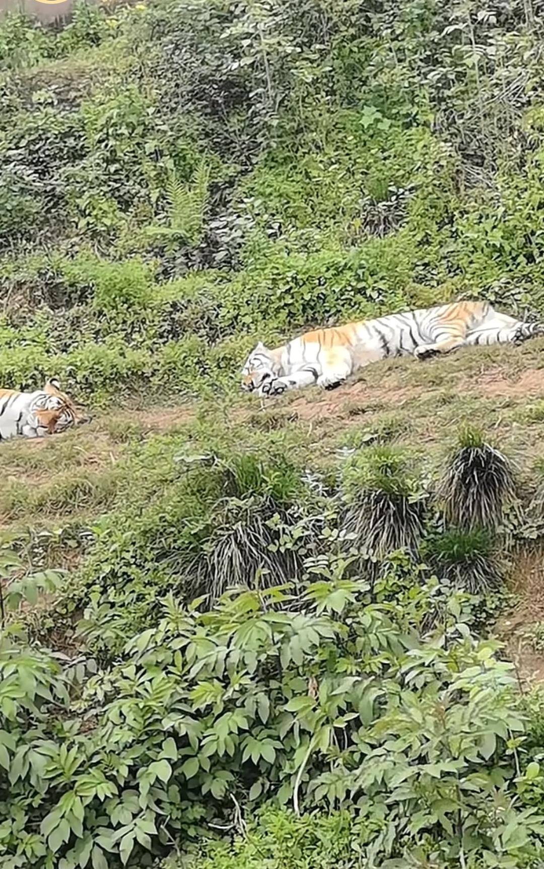 扫墓大猫挡路同事昨天回家上坡扫墓，刚到山脚下，发现路上睡着两只大猫，开始他还认