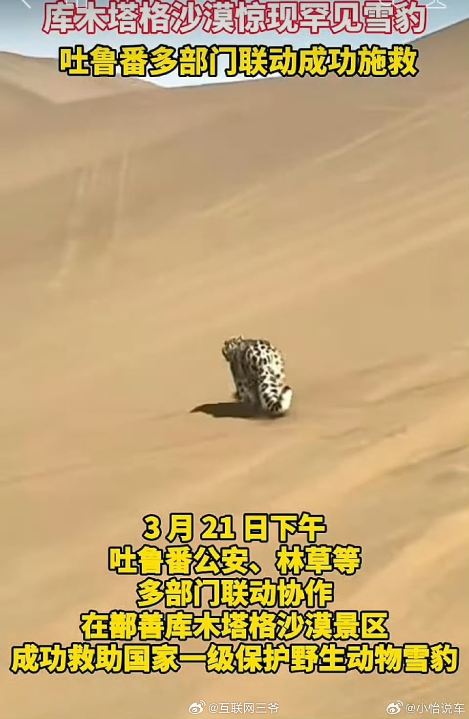 新疆一处沙漠惊现沙尘豹雪豹干进沙漠，这要不是新闻报道，真以为是AI视频呢新疆库木