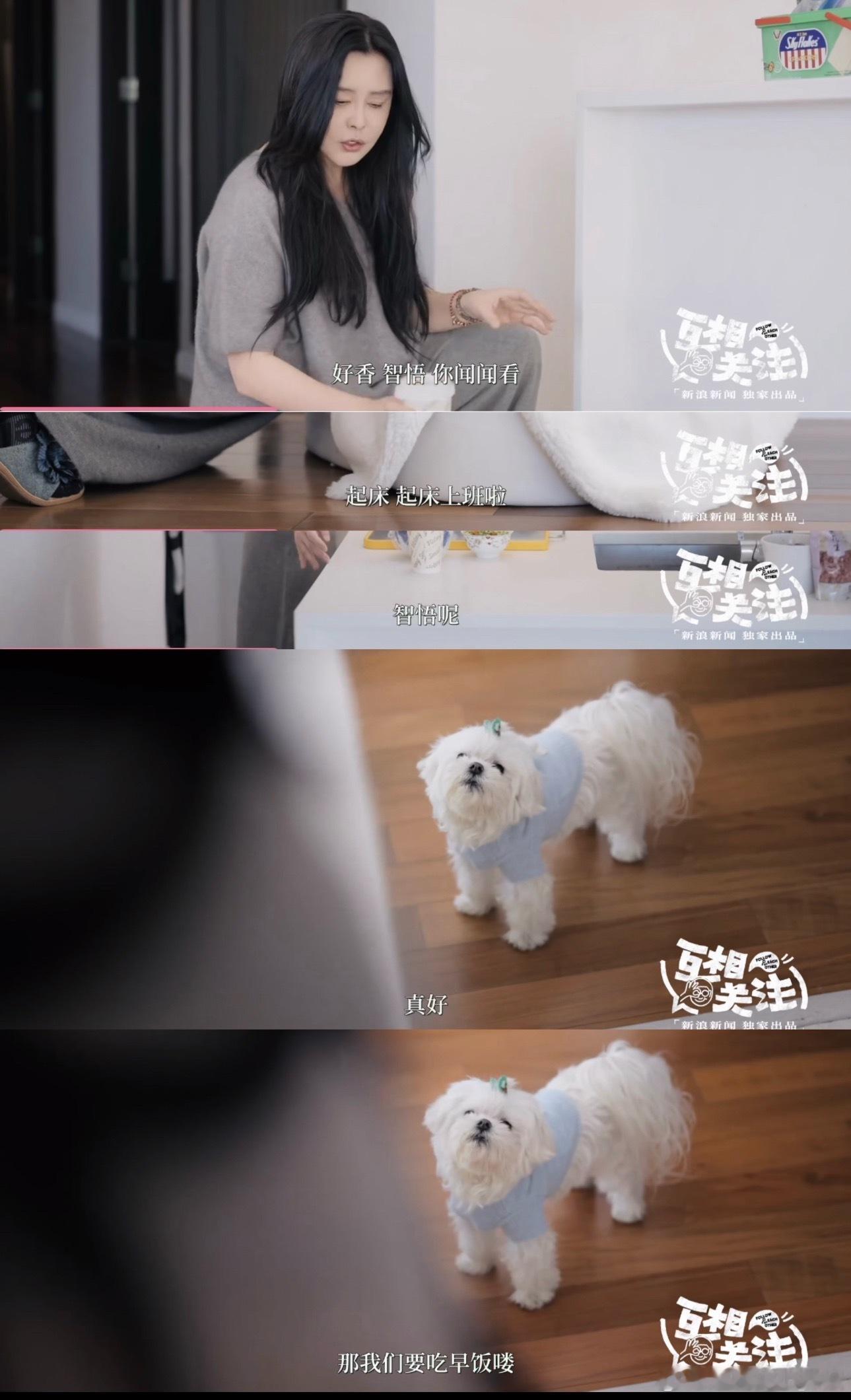 王祖贤养狗前先问狗的意见又是被祖贤姐姐美到的一天，好漂亮的姐姐，好幸福的狗狗互