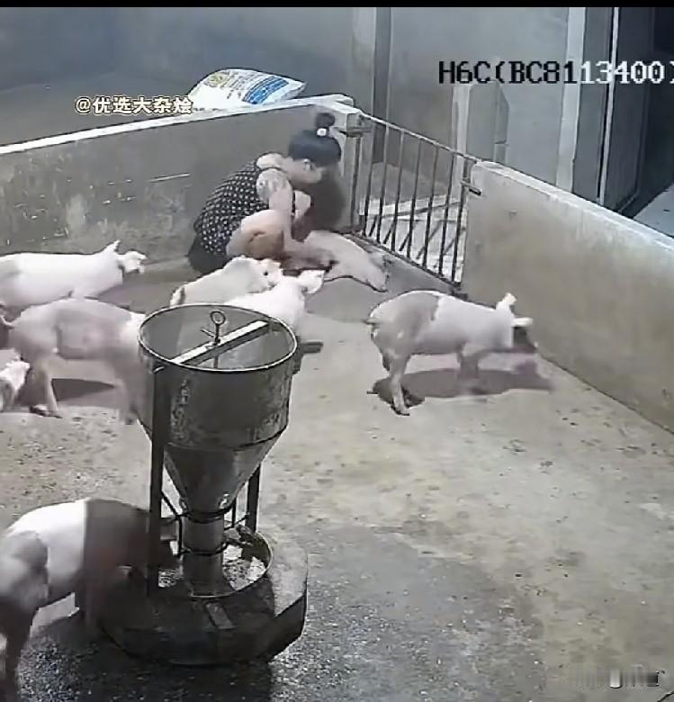 一只小猪正躺在门口睡觉，这时女主人走了过来，她发现这只小猪不对劲，因为其它猪都没