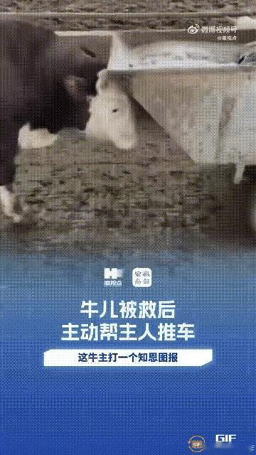安徽夫妻养六七百头牛，唯独这头成“报恩牛”，7年养牛生涯头回见！