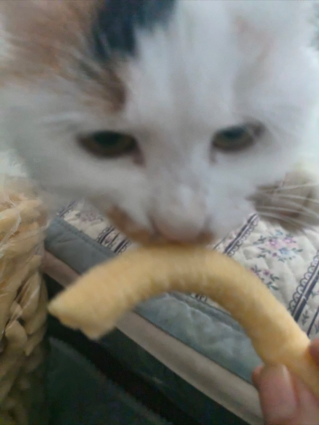 猫咪我算发现了，我吃啥你都想吃，有没有你不爱吃的啊？就不给你吃，你能咋