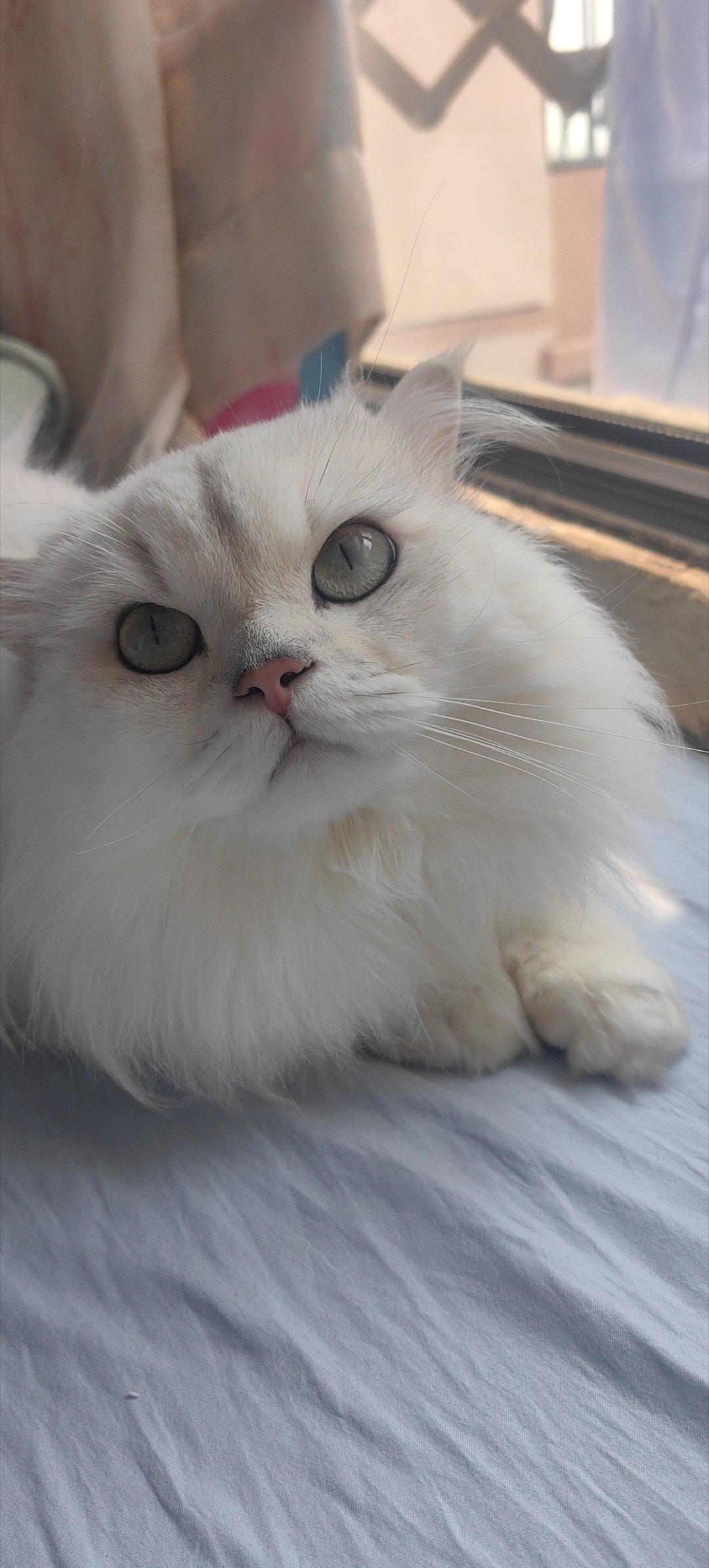 猫咪一定要跳上床这只小猫咪真的有点过于可爱了～