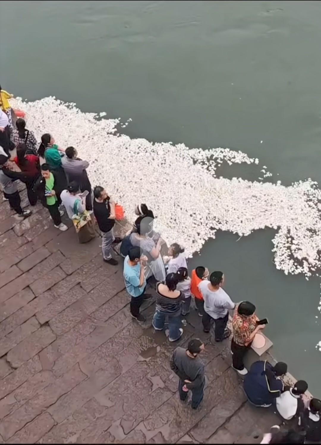 今年十一长假，四川宜宾合江门景区的江面上飘满了白花花的东西，就是图里这些白面馒头