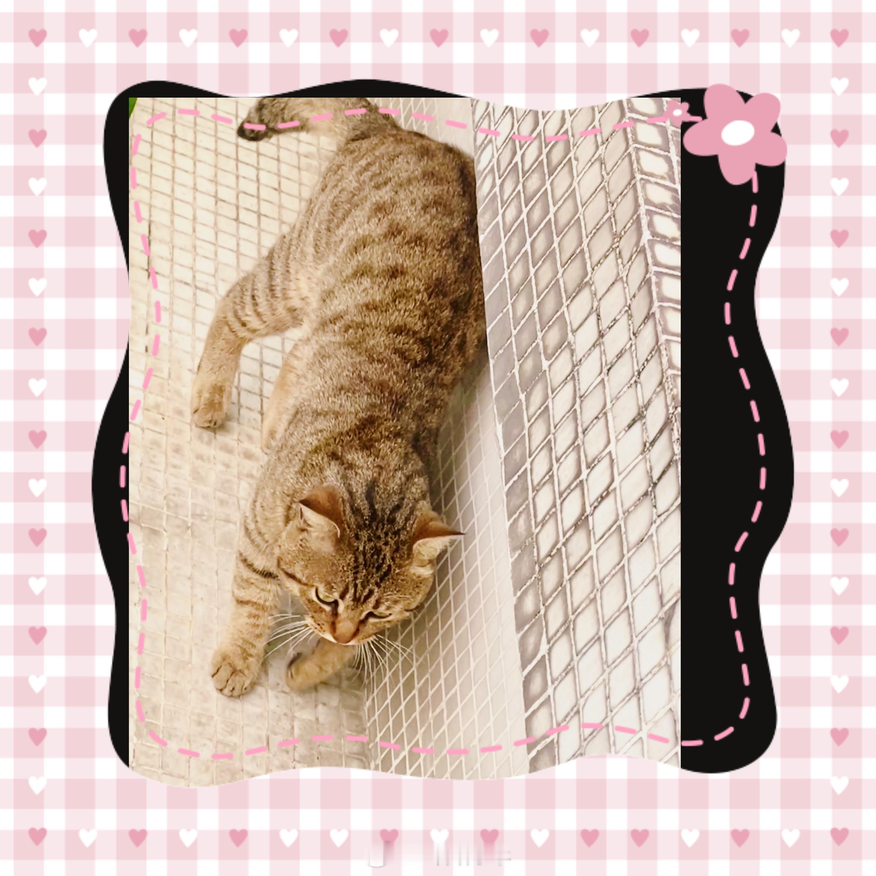 小猫走丢了如何找回？我的小狸花猫跑了五十五天，年前1月13日下午跑出去玩的，时隔