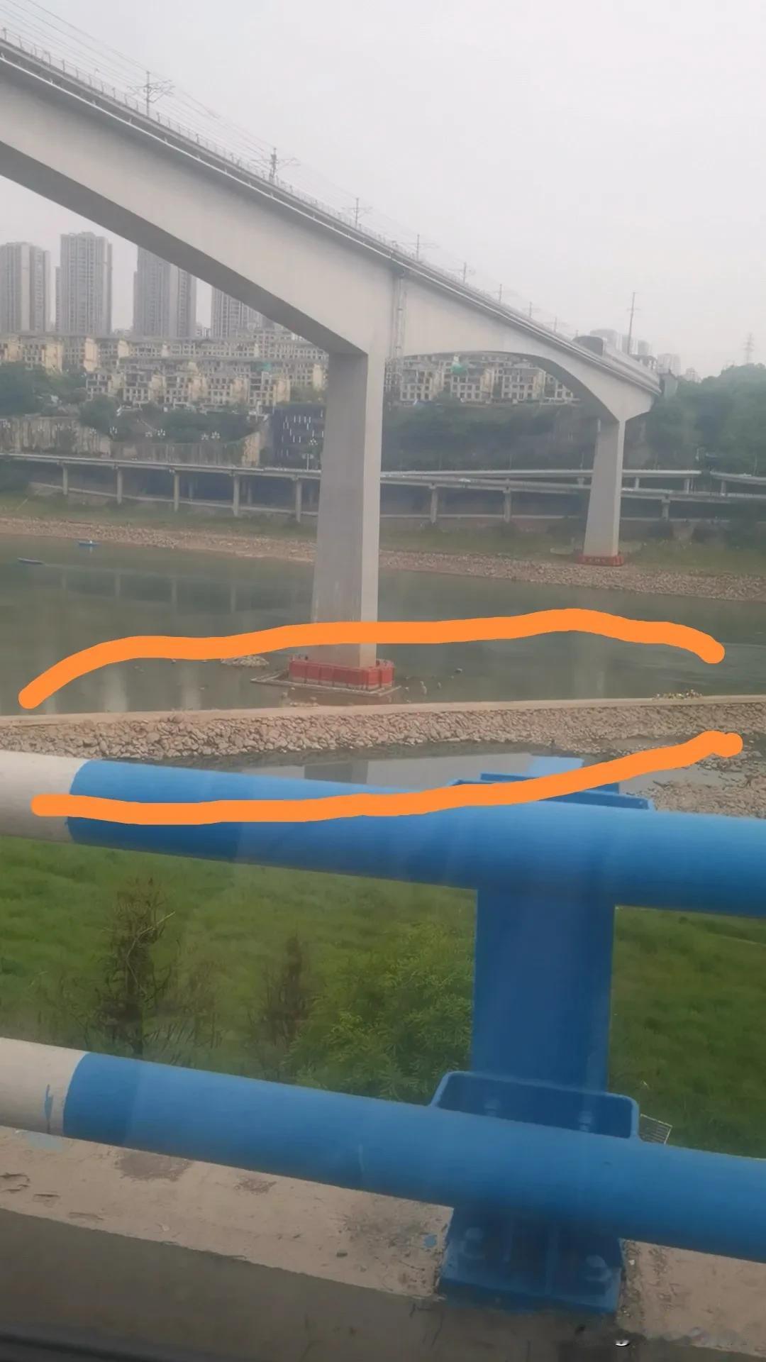重庆长江十年禁渔成效颇为显著。来瞧这张图，它被钓鱼爱好者称为“龙杠”。说起这“龙