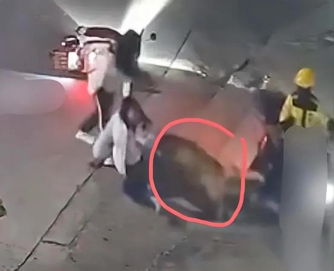 汕头狗主连夜被铐！2026第一“咬”竟是他女孩跟腱被撕断那一刻，他还在群