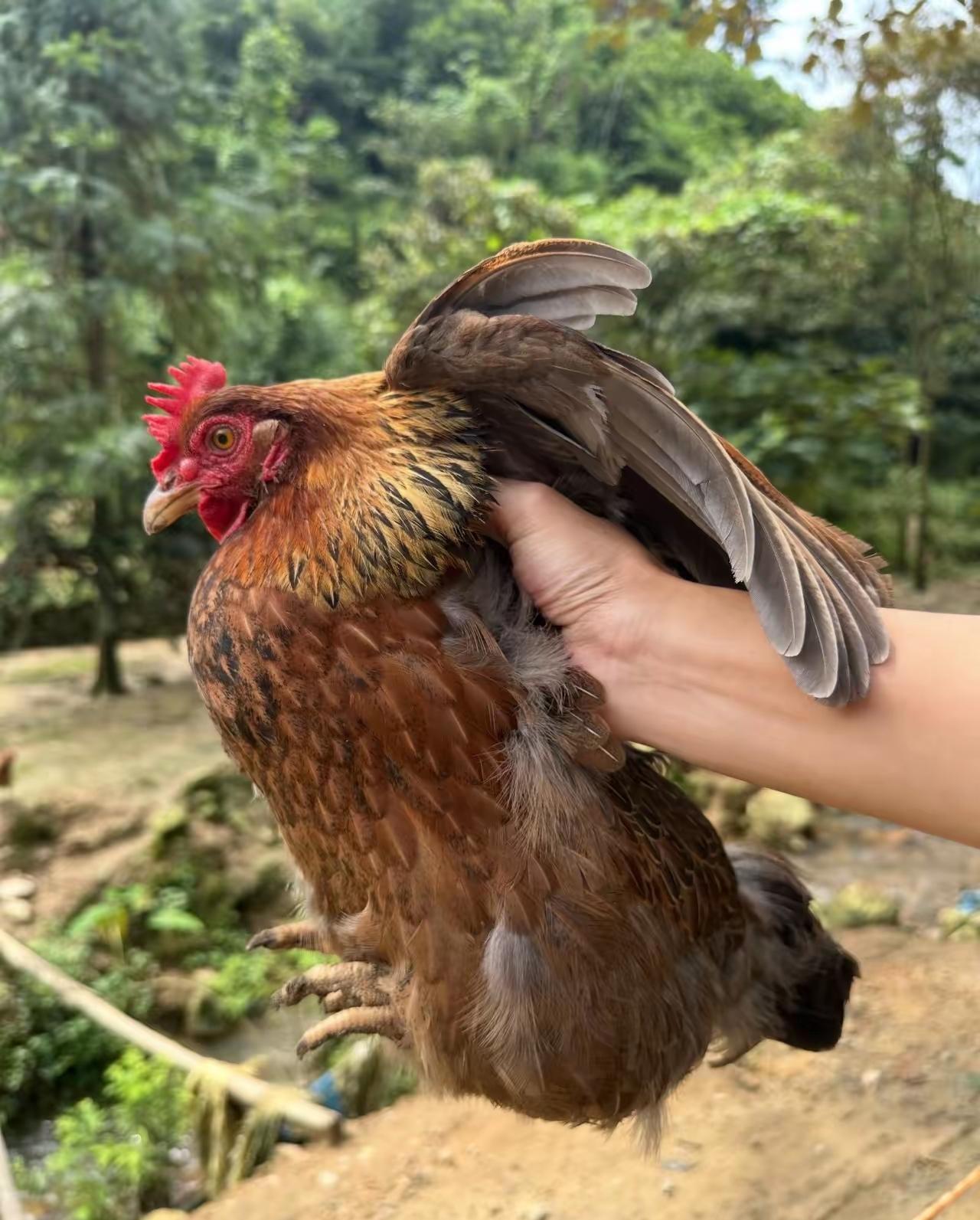 和妻子进山游玩，返程时看见农户散养土鸡，打算买一只。大娘抓来一只5斤重的母鸡，2