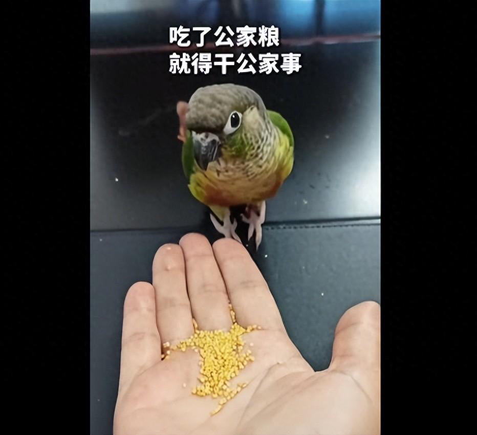 果然没有免费的午餐，就算你是只小鸟也不行！湖北襄阳。一男子捡到鹦鹉送至派出所，鹦